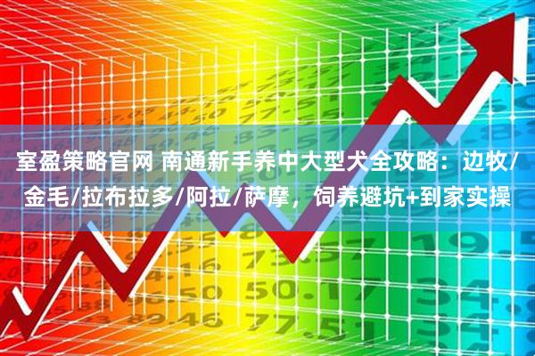 室盈策略官网 南通新手养中大型犬全攻略：边牧/金毛/拉布拉多/阿拉/萨摩，饲养避坑+到家实操
